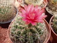 Gymnocalycium