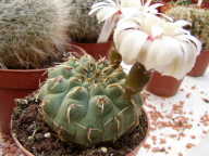 Gymnocalycium