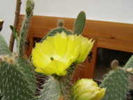 Opuntia