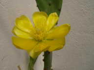 Opuntia