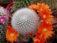 Rebutia