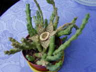 Stapelia