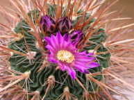 Echinofossulocactus