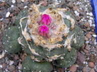 Lophophora