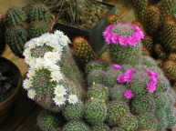 Mammillaria