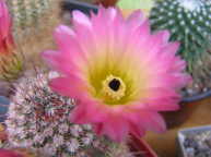Notocactus rutilans
