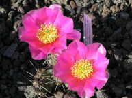 Opuntia fragilis