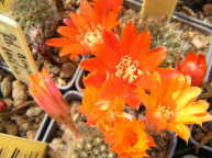 Rebutia