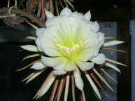 Selenicereus grandiflorus