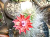 Mammillaria albiarmata