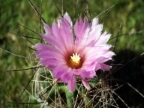 Coryphantha macromeris