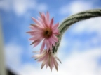 Echinocereus schmollii