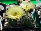 Echinocereus subinermis