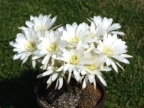 Echinopsis ancistrophora