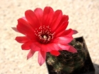 Echinopsis arachnacantha v. torrecillasensis