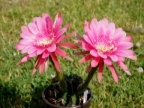 Echinopsis calorubra