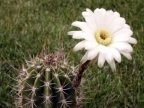 Echinopsis rhodotricha