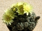 Gymnocalycium baldianum