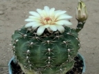 Gymnocalycium spec.