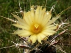 Leuchtenbergia principis