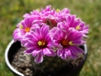 Mammillaria boolii