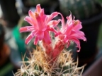 Matucana paucicostata