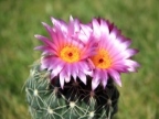 Notocactus crassigibbus