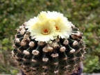 Notocactus spec.