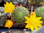 Rebutia marsoneri