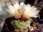 Strombocactus disciformis