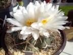 Thelocactus hexaedrophorus