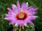 Thelocactus schwarzii