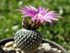 Turbinicarpus pseudopectinatus