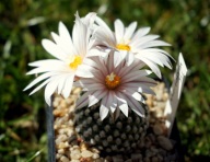 Turbinicarpus valdezianus