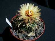 Coryphantha connivens