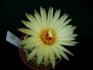 Coryphantha cornifera