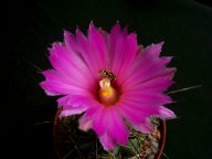 Coryphantha macromeris