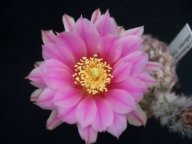Echinocereus adustus Los Orginos