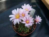 Echinocereus knippelianus