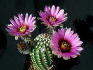 Echinocereus reichenbachii