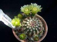 Echinocereus viridiflorus