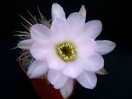 Lobivia aurea v. albiflora