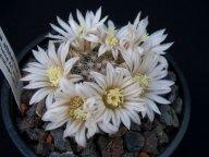 Mammillaria albiarmata