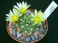 Mammillaria heidiae