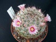 Mammillaria jaliscana