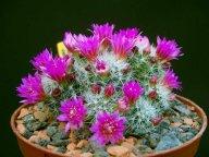 Mammillaria zeilmanniana