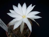 Pygmaeocereus akersii