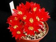 Rebutia albopectinata