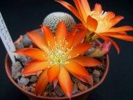 Rebutia heliosa