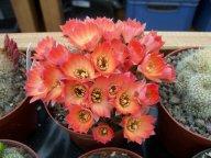 Rebutia orurensis